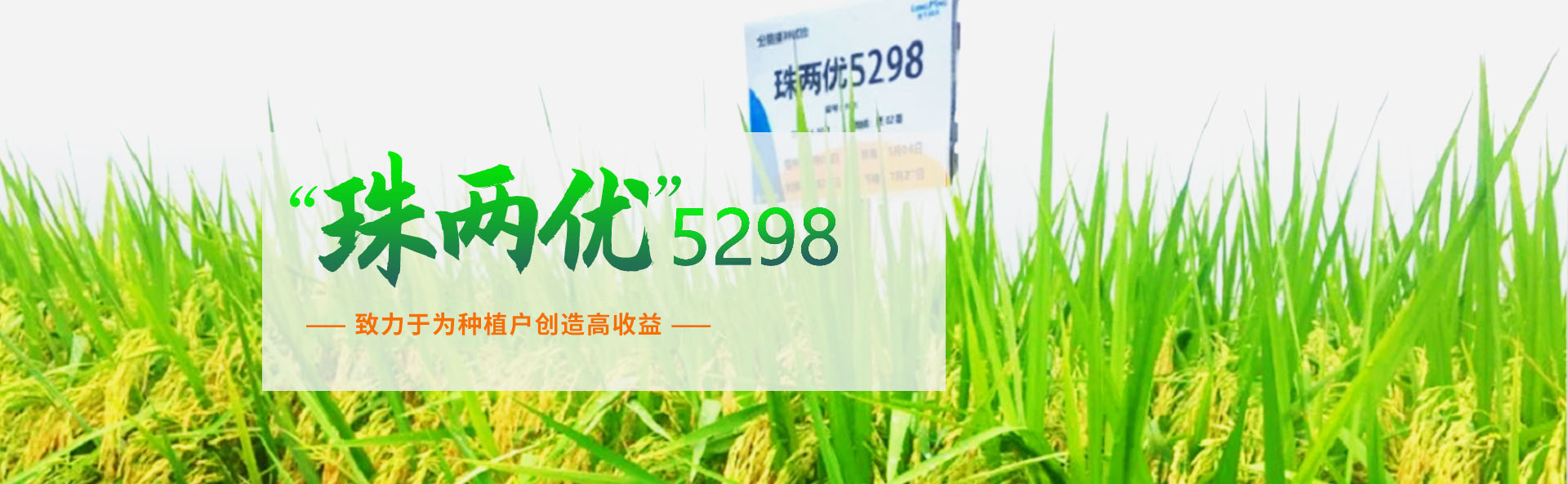 湖南興隆種業(yè)有限公司_長沙稻谷種植與銷售|長沙農(nóng)作物品種的選育 湖南興隆種業(yè)有限公司_長沙稻谷種植與銷售|長沙農(nóng)作物品種的選育